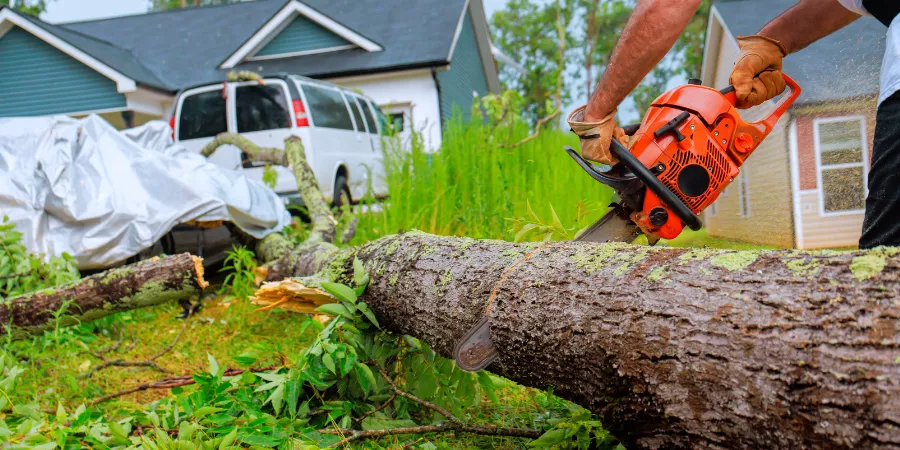 Lawn Maintenance Services tree removal 1